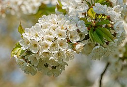 Fleurs du Prunus avium en Allemagne.