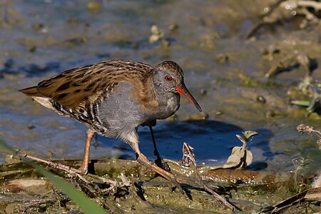 Water rail, by Kookaburra 81