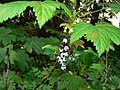 Ribes bracteosum