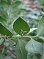 Los cladodios de Ruscus parecen hojas. Aquí con flores.