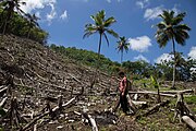 Former habitat of S. callocricus after being destroyed by human activities.