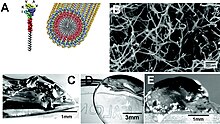 Пептидні біорозкладні каркаси для інженерії нервової тканини.
