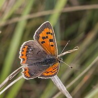 male L. p. eleus ab. caeruleopunctata Oxfordshire