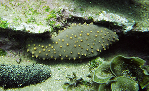 Isostichopus fuscus, holothurie des Îles Galápagos, cachée dans l'anfractuosité d'un fond rocheux.