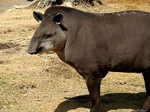 Бразильський тапір (Tapirus terrestris)