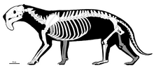 Ricostruzione scheletrica di Thylacosmilus atrox. Parti mancanti basate su altri membri appartenenti a Sparassodonta