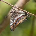 Charaxes jasius