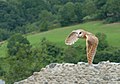 T. a. alba, Pyrénées, France