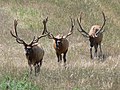 Elk bulls (Cervus canadensis) The animal is also known as the Wapiti