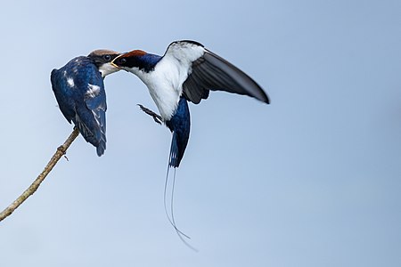 Wire-tailed swallow transferring food to offspring, by Manojiritty