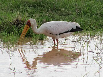 Amboseli National Park, Kenya