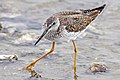 Greater Yellowlegs