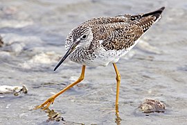 Yellowlegs - natures pics edit