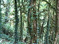 Колхидский лес