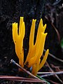 19a – Klebriger Hörnling (Calocera viscosa)