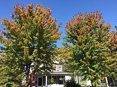 2017-10-02 13 47 50 Freeman's Maples displaying the beginnings of fall color along Stockton Street (Mercer County Route 571) near Center Street in Hightstown Borough, Mercer County, New Jersey.jpg