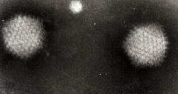 Adenovírusok elektronmikroszkópos képe