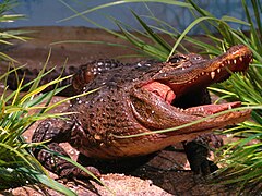 Kinesisk alligator (Alligator sinensis)