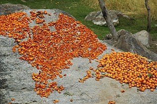 Provincial fruit of Gilgit–Baltistan