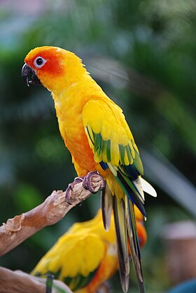 Aratinga solstitialis em parque de aves em Singapura