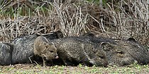 Collared peccary (Pecari tajacu), Hidalgo Co. Texas (4 Feb 2010).