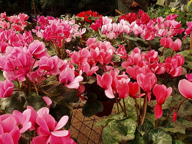 Цикламен персидский (Cyclamen persicum)