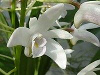 Dendrobium × delicatum