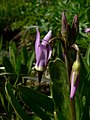 Dodecatheon jeffreyi