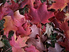 Fallen acer leaves Hancock village Brookline town Massachusetts New England.jpg