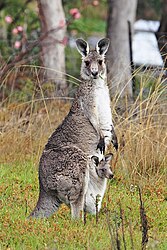 Kanggaru bersama anaknya