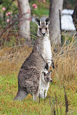 Didžioji pilkoji kengūra (Macropus giganteus)