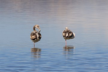 Фламингоси на језеру