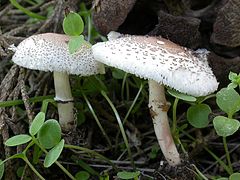 Lepiota lilacea