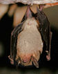 Graues Mausohr („Myotis grisescens“)