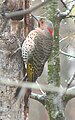 Northern Flicker (Yellow-shafted)