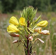 Oenothera rubricaulis 2014 G1