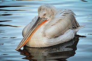 Pélican frisé (Pelecanus crispus), dans le parc ornithologique de Walsrode (Basse-Saxe). (définition réelle 2 757 × 1 826)