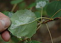 Foglia di pioppo tremulo con mine di Phyllocnistis labyrinthella (Phyllocnistinae)