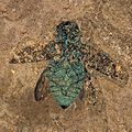 Fosilie brouka čeledi Buprestidae