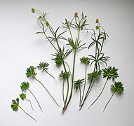 Ranunculus multisectus