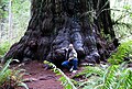 Image 30Redwood tree in northern California redwood forest: According to the National Park Service, "96 percent of the original old-growth coast redwoods have been logged." (from Old-growth forest)