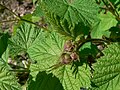 Rubus parviflorus