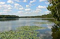 Lake Talquin, as viewed from Wallwood Scout Reservation on the north shore, looking to the SW, Oct 2007.