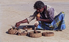 Slangetemmer fra telugusamfunnet i Sri Lanka.