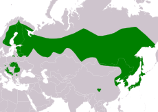 Mapa rozšíření puštíka bělavého