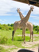 Tallest animals.jpg