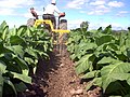 Español: Plantaciones de tabaco en el Valle de Lerma