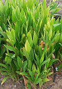 Turmeric plants at the Heritage Park in Abu Dhabi, UAE.JPG