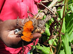 Turmeric rhizome.jpg