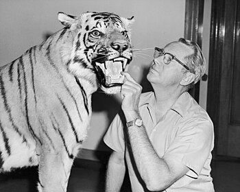 side portrait of bespectacled Wilmer W. Tanner putting his hand in a stuffed tiger's mouth and peering at it's face. The tiger's mouth is open
